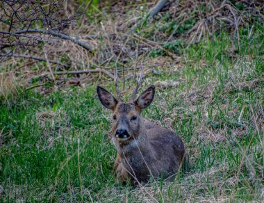 İsveç 'in güneyinde İsveç yumurtası geyiği.