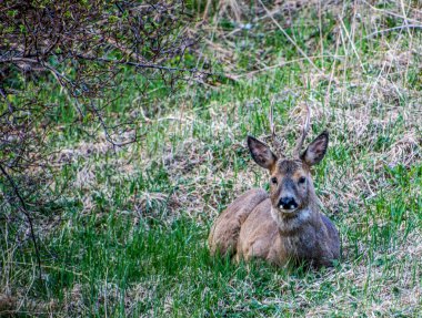İsveç 'in güneyinde İsveç yumurtası geyiği.