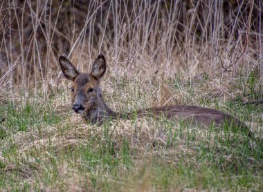 İsveç 'in güneyinde İsveç yumurtası geyiği.