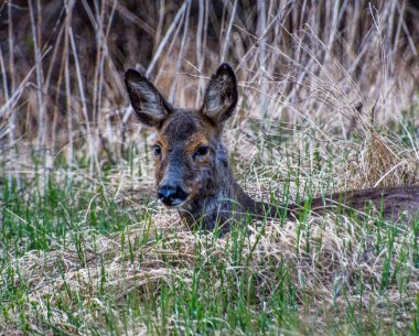 İsveç 'in güneyinde İsveç yumurtası geyiği.
