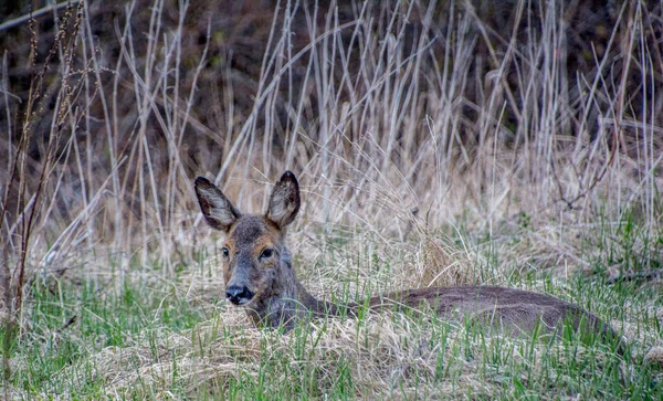 Swedish Roe Deer Southern Stockholm Sweden — Stock Photo, Image