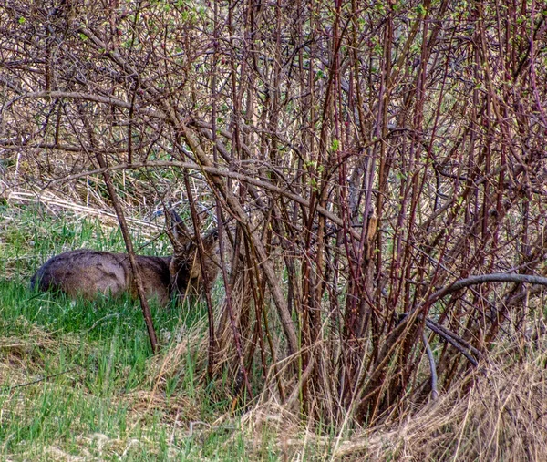 Swedish Roe Deer Southern Stockholm Sweden — 스톡 사진