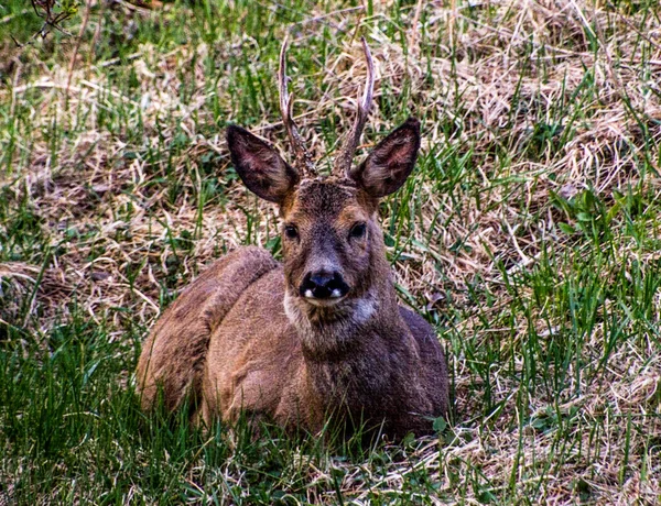 İsveç 'in güneyinde İsveç yumurtası geyiği.