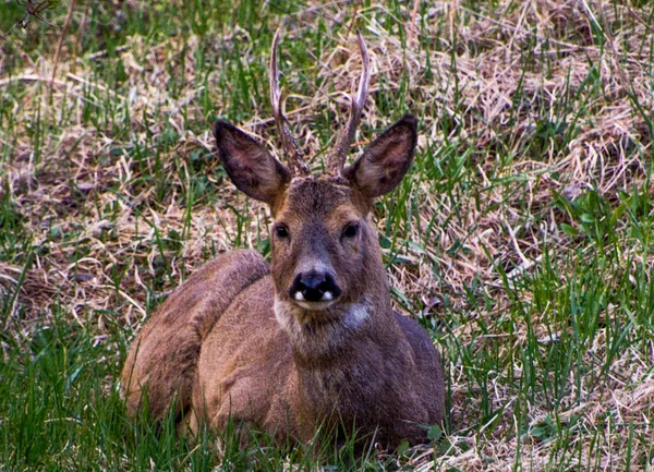 Swedish Roe Deer Southern Stockholm Sweden — 스톡 사진