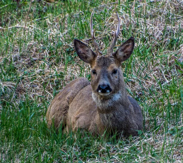 İsveç 'in güneyinde İsveç yumurtası geyiği.