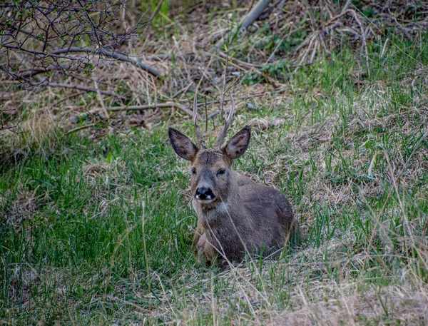 İsveç 'in güneyinde İsveç yumurtası geyiği.