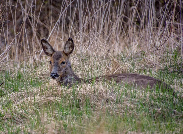 İsveç 'in güneyinde İsveç yumurtası geyiği.
