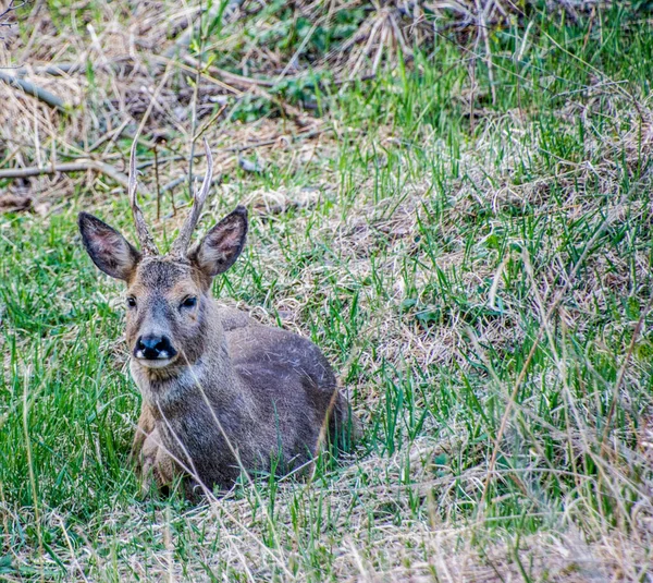 İsveç 'in güneyinde İsveç yumurtası geyiği.