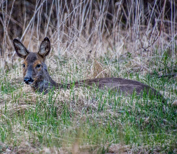Swedish Roe Deer Southern Stockholm Sweden — Photo