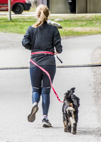 Stockholm, İsveç 'te tasmalı bir köpekle koşan bir kadın..
