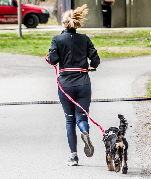 Stockholm, İsveç 'te tasmalı bir köpekle koşan bir kadın..