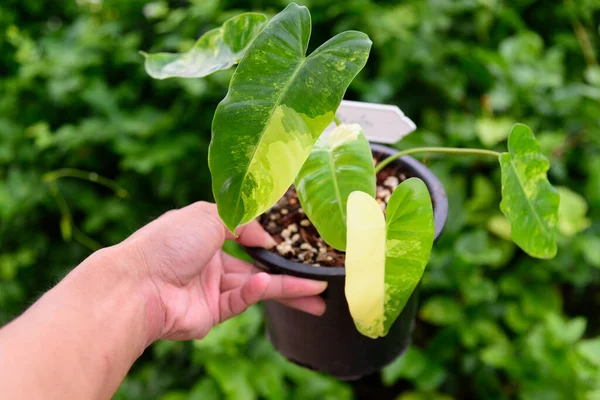 philodendron burle Marx siyah tencerede çeşitlendirilmiş