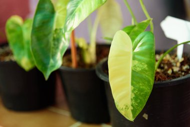 philodendron burle Marx siyah tencerede çeşitlendirilmiş