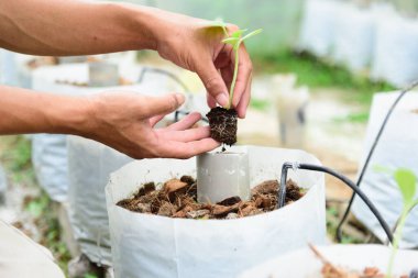 Yeşil fidanı elinde tutan adam arka planda kuru toprak var.