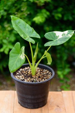 Küçük taze Alocasia makro motorlarına yakın çekim 