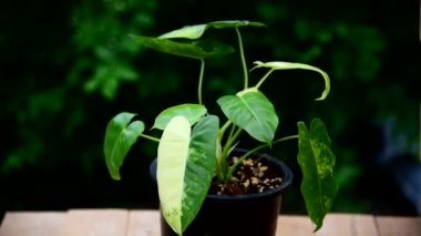 philodendron burle Marx siyah tencerede çeşitlendirilmiş