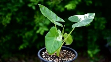 Küçük taze Alocasia makro motorlarına yakın çekim