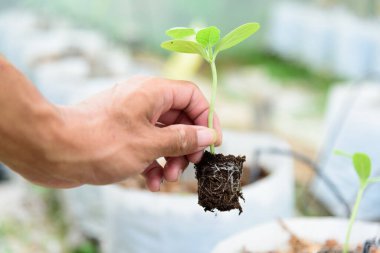 Adam Fidanı toprağa diker.