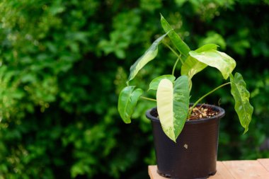 philodendron burle Marx siyah tencerede çeşitlendirilmiş
