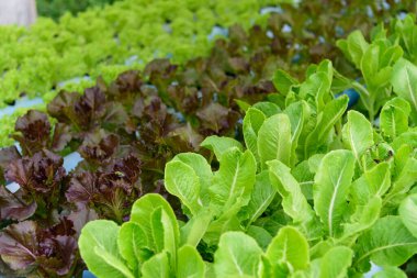 Hidroponik sistem borusundaki kırmızı mercan salatasına yakın çekim