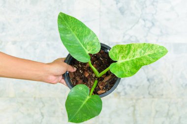 Philodendron Giganteum 'a Yakın Varyasyon