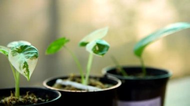 Küçük taze Alocasia makro motorlarına yakın çekim  