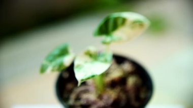 Dikkatini küçük taze Alocasia makrodizyaklarına ver.