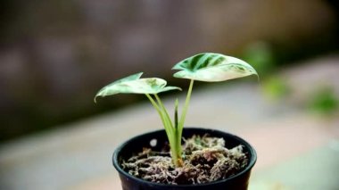 Küçük taze Alocasia makro motorlarına yakın çekim