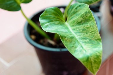 Philodendron Giganteum 'a Yakın Varyasyon