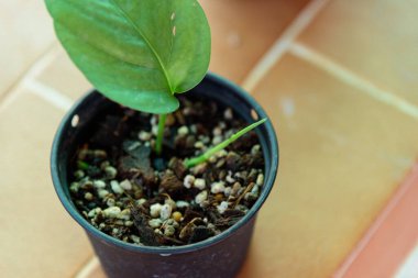 Bitki için taze Epipremnum Pinnatum Cebu Blue yaprağı.