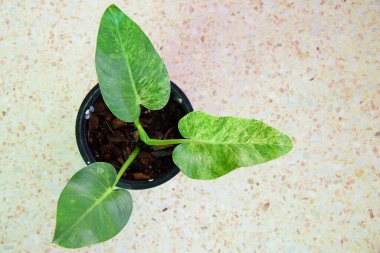 Philodendron Giganteum 'a Yakın Varyasyon