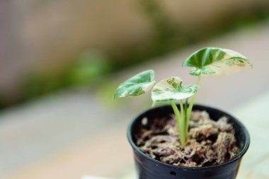 Küçük taze Alocasia makro motorlarına yakın çekim   