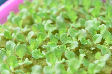 Tohumlar süngerdeki salata tohumu ve bitki için su hidroponik sistemine.