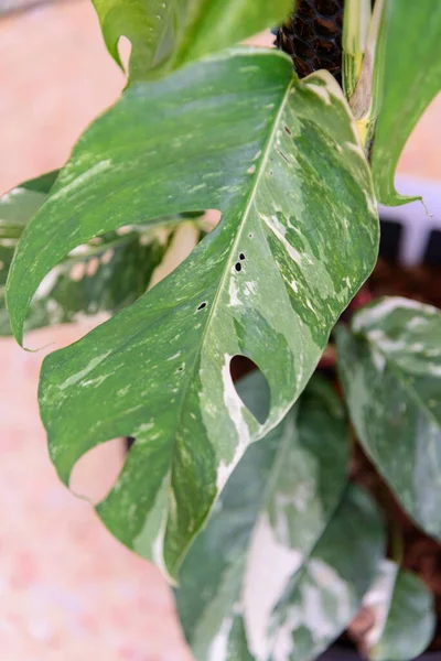 Epipremnum Pinnatum Variegato Nel Vaso — Foto Stock