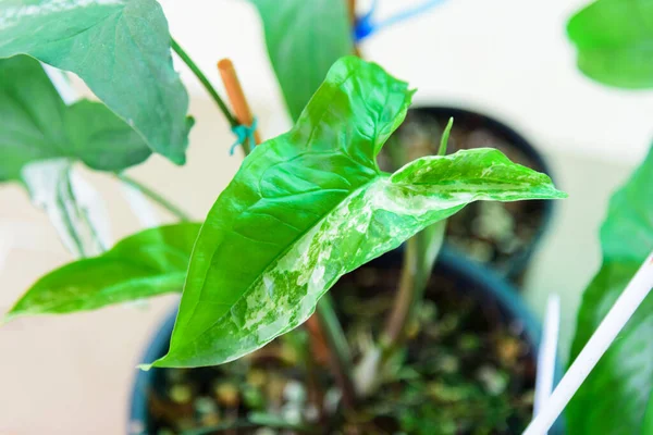 Syngonium Podophyllum Variegado Maceta — Foto de Stock