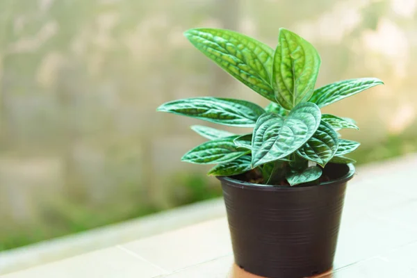  Demlikteki Canavar Karstenianum 'a yakın.