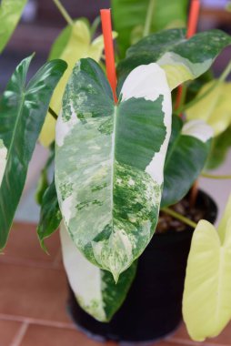 philodendron burle Marx siyah tencerede çeşitlendirilmiş