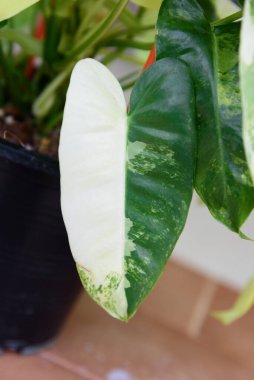 philodendron burle Marx siyah tencerede çeşitlendirilmiş