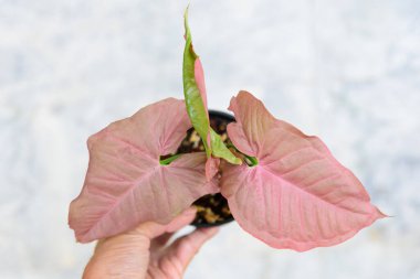 Taze Pink 'e yakın. SİNİUMin' in tenceresi.