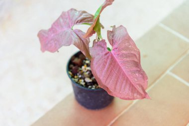 Fresh PINK SİNİUM 'a yakın çekim