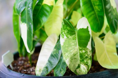 Bir yaprak filodendron burle Marx siyah tencerede çeşitlendirilmiş