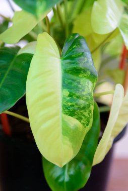 Bir yaprak filodendron burle Marx siyah tencerede çeşitlendirilmiş