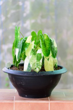 philodendron burle Marx siyah tencerede çeşitlendirilmiş