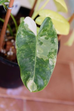 Siyah tencerede çeşitlendirilmiş filodendron burle Marx 'a yakın