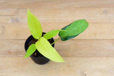 Philodendron Thai Gündoğumuna Yakın