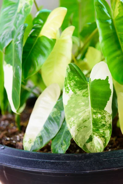 Siyah tencerede çeşitlendirilmiş filodendron burle Marx 'a yakın