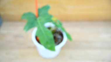 Odaklan Philodendron 'a. Altın ejderha, odun tabakta.