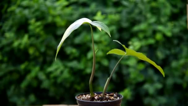 Περιστροφή Προβολής Syngonium Aurea Ποικιλία Στο Δοχείο — Αρχείο Βίντεο