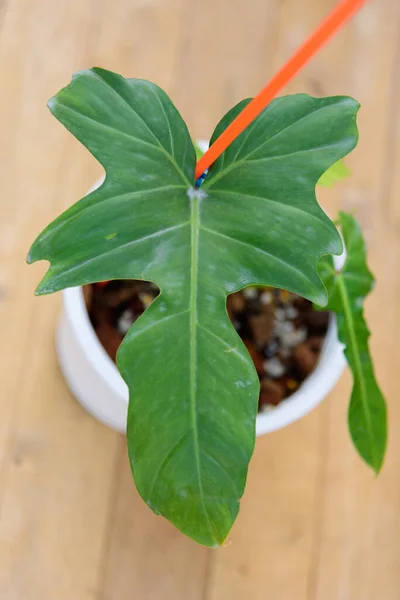 Philodendron Goldener Drache Topf Auf Holzteller — Stockfoto