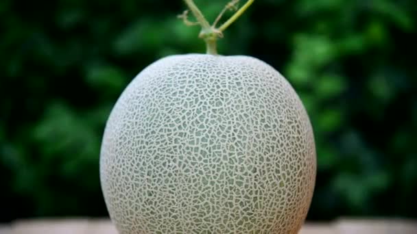 Drehen Sie Die Ansicht Der Frischen Melone Auf Holzplatte — Stockvideo